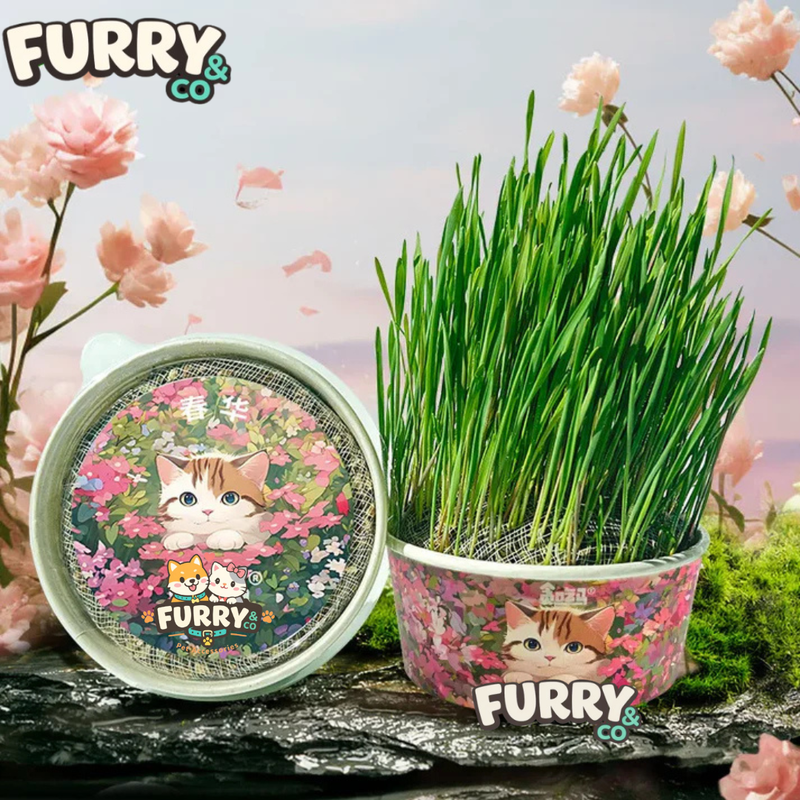 Organic Cat Grass By F&C™