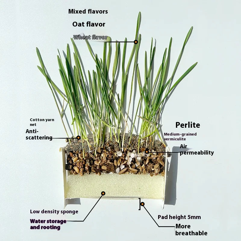 Organic Cat Grass By F&C™